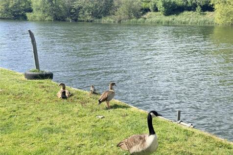 Wildlife On Thames