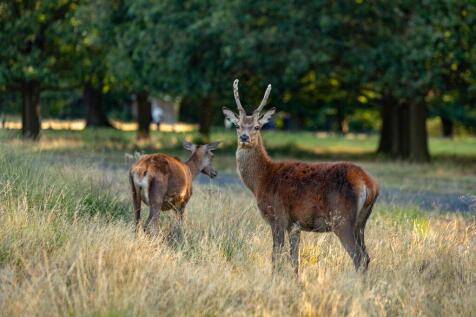 Old Deer Park