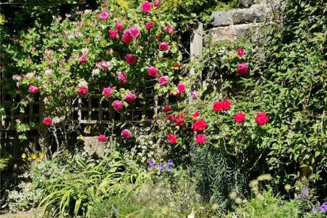 Established Garden