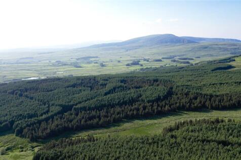 Conifer Forest North