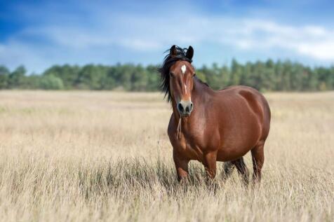 lifestyle horse