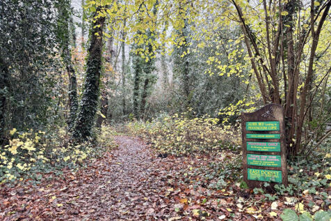 Forest Walks
