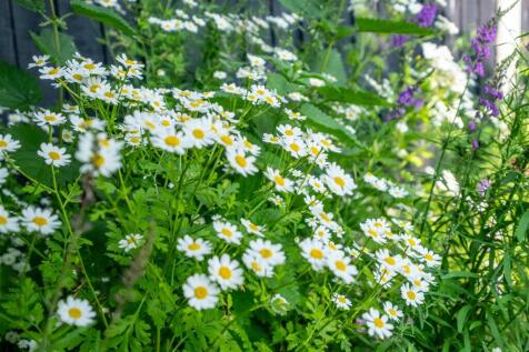 Constables - Lees Lane, Neston-36.jpg