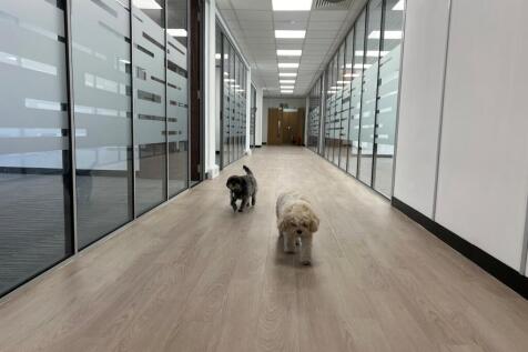 SP GF offices corridor dogs 4.jpg