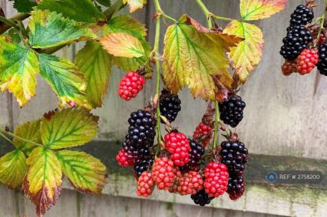 Black Berries Bush