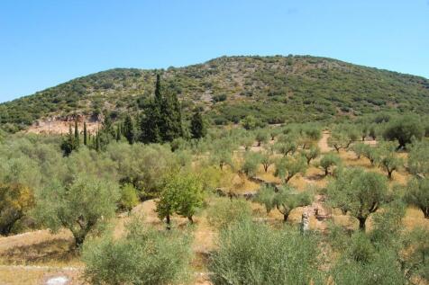 Olive grove terrain
