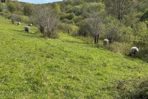 Hutchinson's Bank meadow