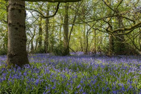 Bluebell Wood