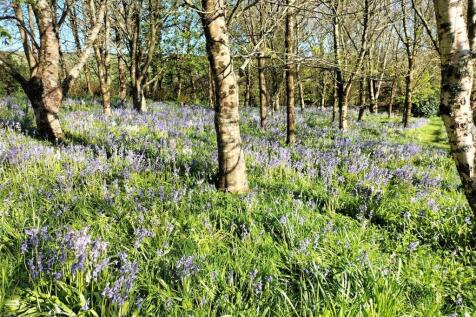 Bluebells