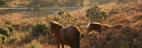 New Forest Ponies