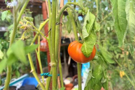 Greenhouse Tomato...