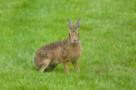 Wild Hare Visiting The Garden