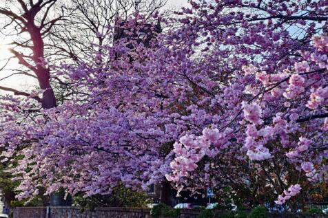 Park Gardens