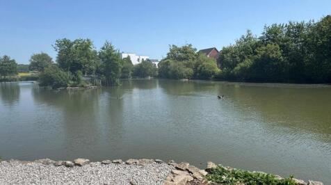 The duck pond 