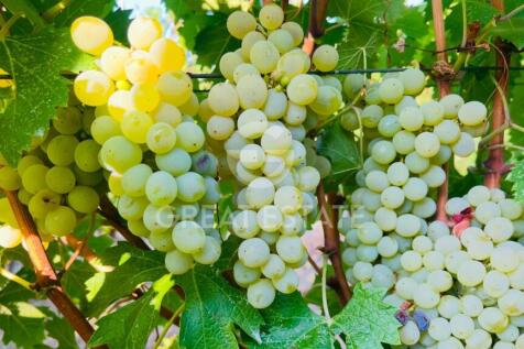 Panorama e Particolari