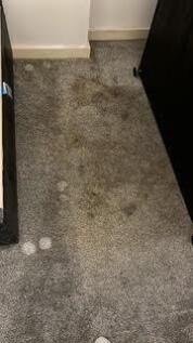 stains on carpet under the bed, not captured in th