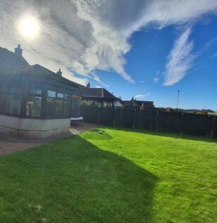 Back garden 2
