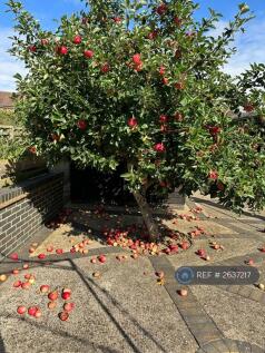 Garden Fruit Trees 