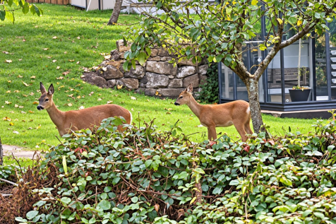 Deer New.png