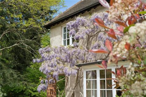 Wisteria