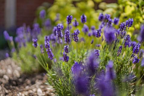 Lavender front garden