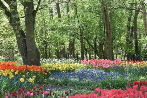 Spalding Tulips