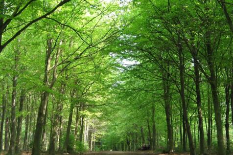 Bacton woods