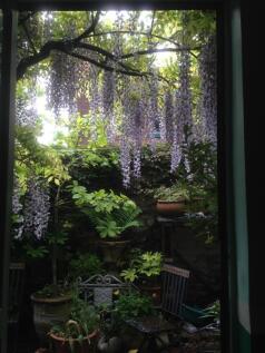 40 Grant Avenue garden photo 2.JPG