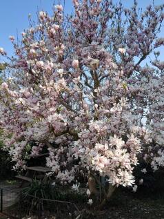 Magnolia tree.jpg