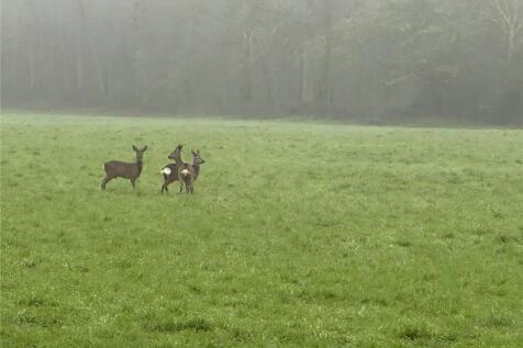 Deer