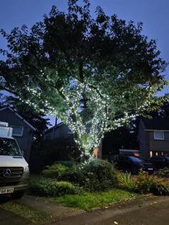 Tree - night.jpg