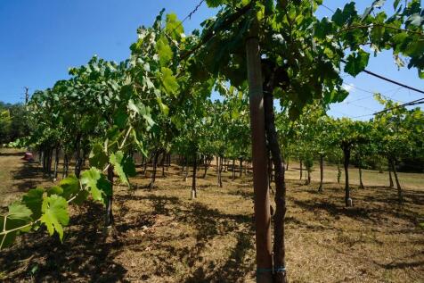 Vineyard