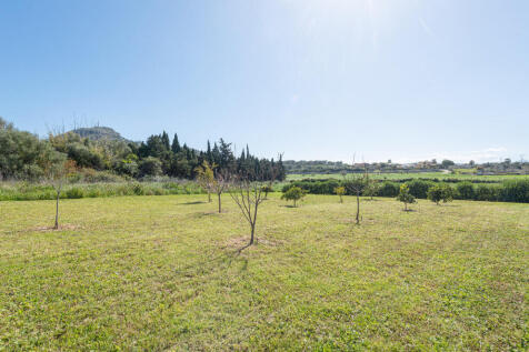 Orchard with Open Views and Young Fruit Trees
