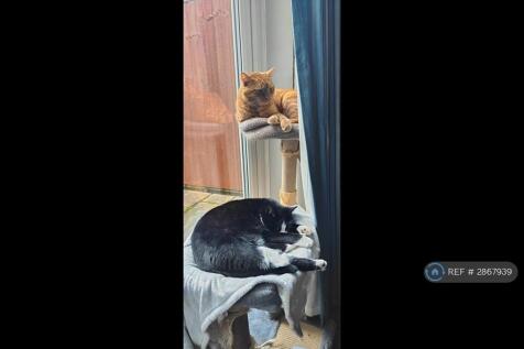 The Cats!