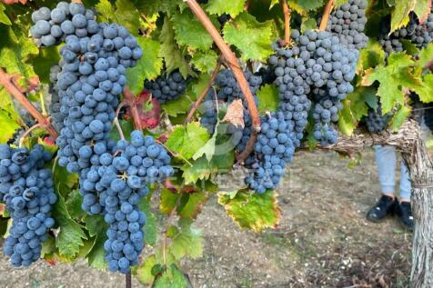 Panorama e Particolari