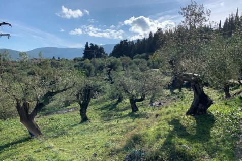 Olive groves