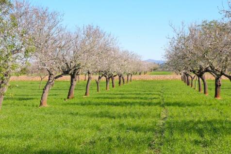 2014 Santa Margalida