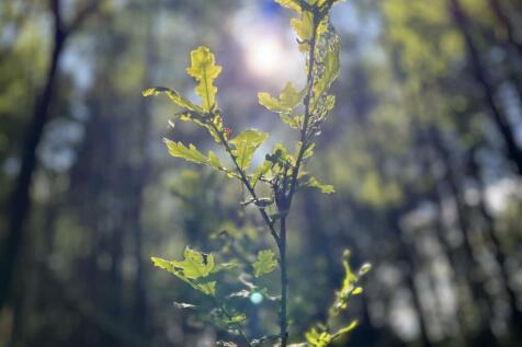 oak tree sapling.jpeg