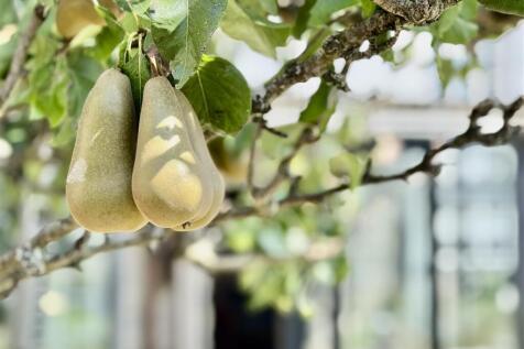 Pear Tree detail