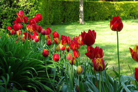 Summer Garden
