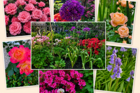 Homeowners Garden Photos