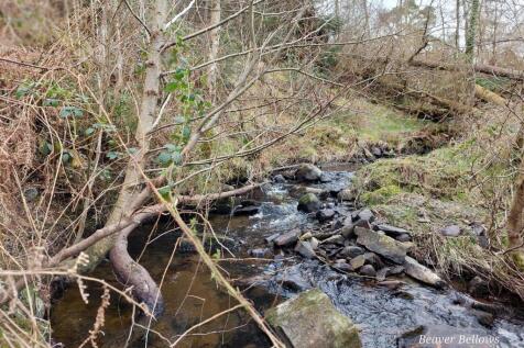 Woodland Cellan 2.jpg