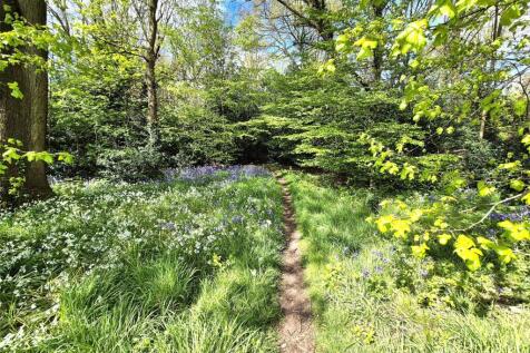Woodland Views