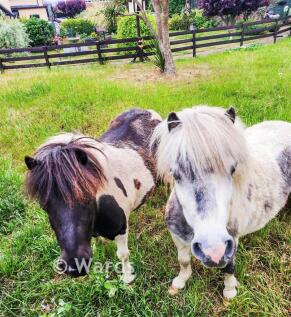 Pony Paddock