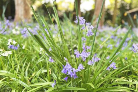 Bluebells