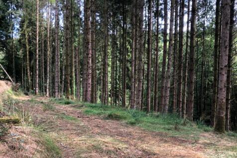 Loxbeare Wood