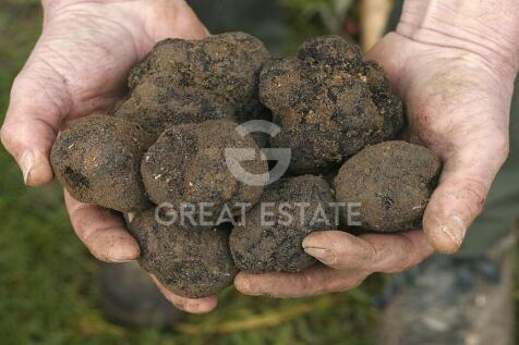 Panorama e Particolari