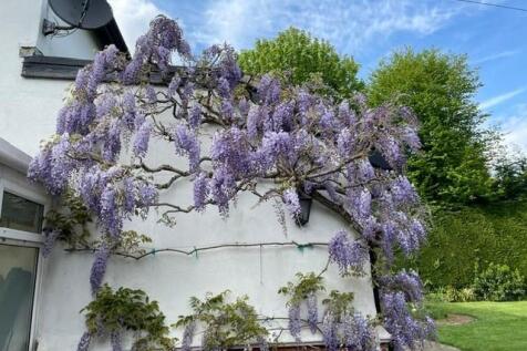 Wisteria 2.jpg