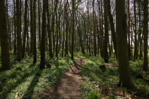 Woodland