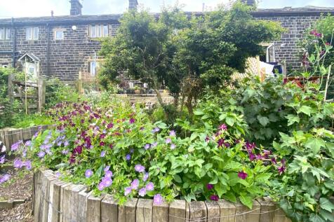 Back Garden